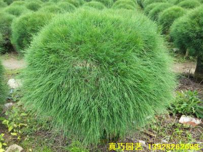 千头木麻黄