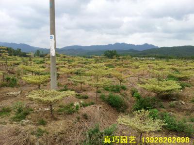 锦叶榄仁